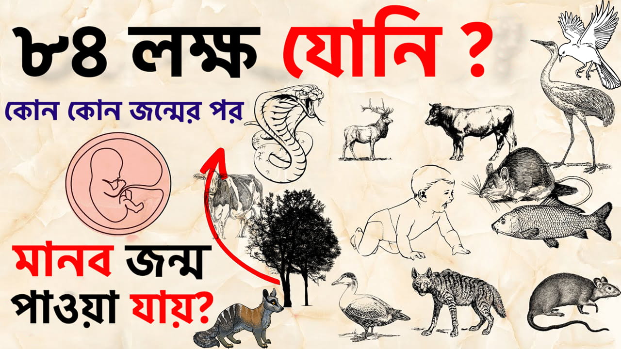 You are currently viewing আত্মা কিভাবে ৮৪ লক্ষ যোনি ভ্রমণ করে? কোন কোন জন্মের পর মানব জন্ম পাওয়া যায়? 84 Lakh Births Explained